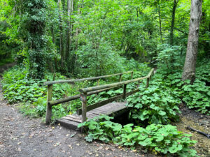 Ashford Hangers National Nature Reserve, Steep, Near Petersfield, Hampshire