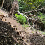Ashford Hangers National Nature Reserve, Steep, Near Petersfield, Hampshire