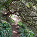 Ashford Hangers National Nature Reserve, Steep, Near Petersfield, Hampshire