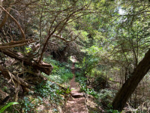 Ashford Hangers National Nature Reserve, Steep, Near Petersfield, Hampshire