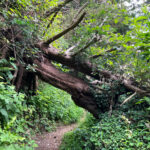 Ashford Hangers National Nature Reserve, Steep, Near Petersfield, Hampshire