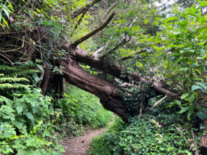 Ashford Hangers National Nature Reserve, Steep, Near Petersfield, Hampshire