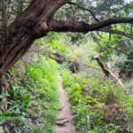 Ashford Hangers National Nature Reserve, Steep, Near Petersfield, Hampshire