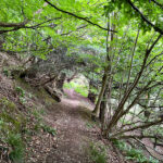 Ashford Hangers National Nature Reserve, Steep, Near Petersfield, Hampshire