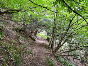 Ashford Hangers National Nature Reserve, Steep, Near Petersfield, Hampshire