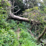 Ashford Hangers National Nature Reserve, Steep, Near Petersfield, Hampshire
