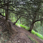 Ashford Hangers National Nature Reserve, Steep, Near Petersfield, Hampshire