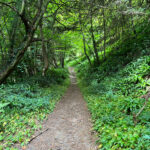 Ashford Hangers National Nature Reserve, Steep, Near Petersfield, Hampshire