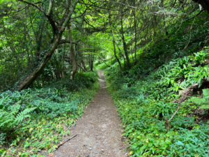 Ashford Hangers National Nature Reserve, Steep, Near Petersfield, Hampshire