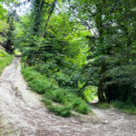 Ashford Hangers National Nature Reserve, Steep, Near Petersfield, Hampshire