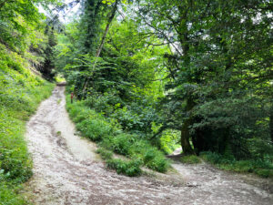Ashford Hangers National Nature Reserve, Steep, Near Petersfield, Hampshire