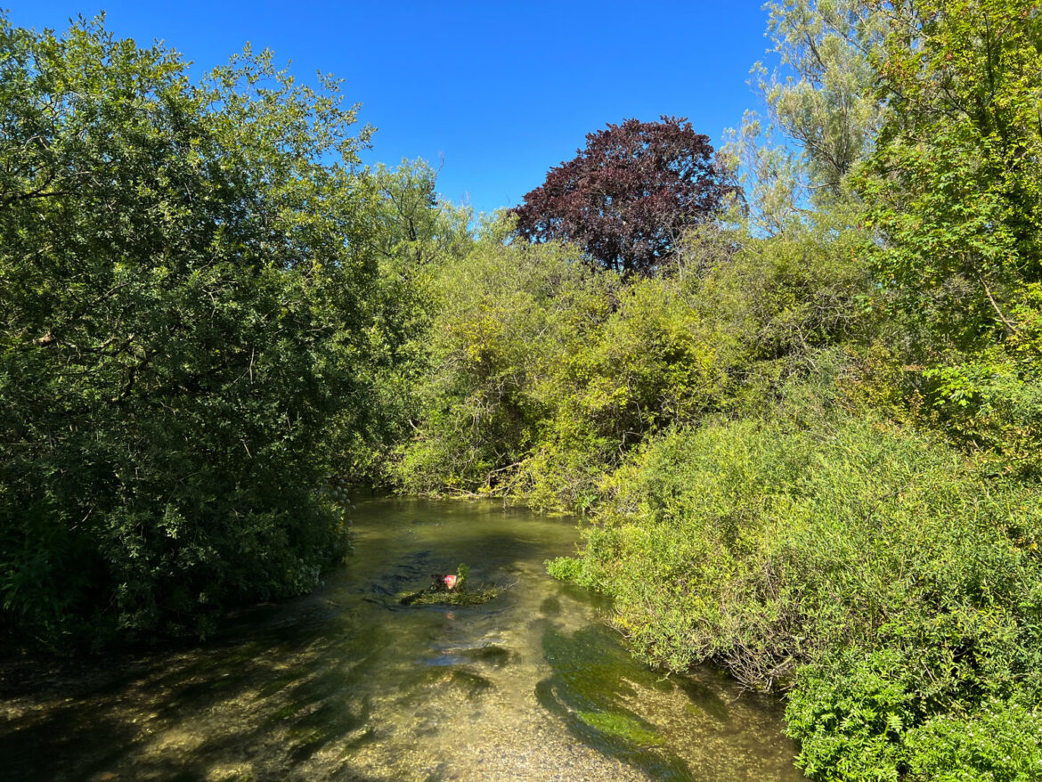 Chilbolton-Cow-Common-Wherwell-Common-Hampshire-27.jpg