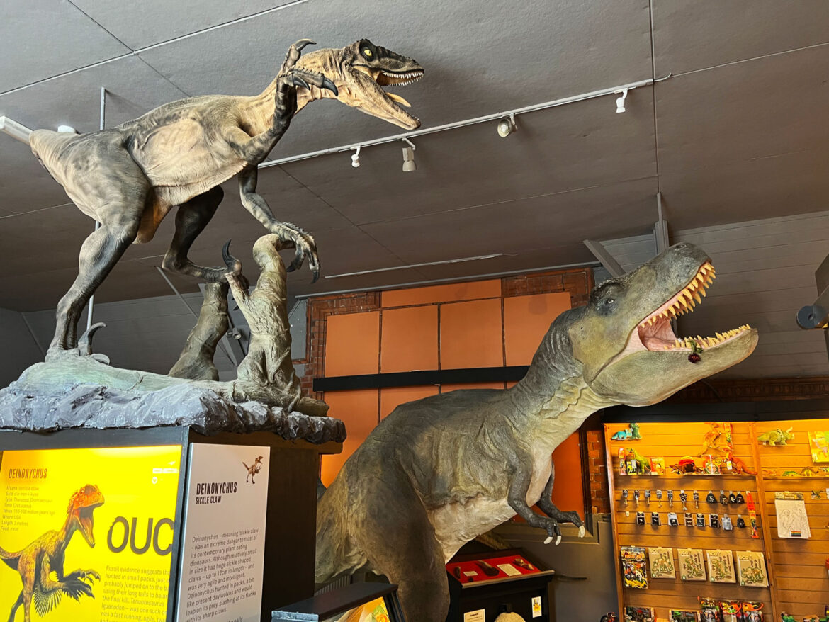 Dinosaur-Museum-Dorchester-Dorset-11.jpg