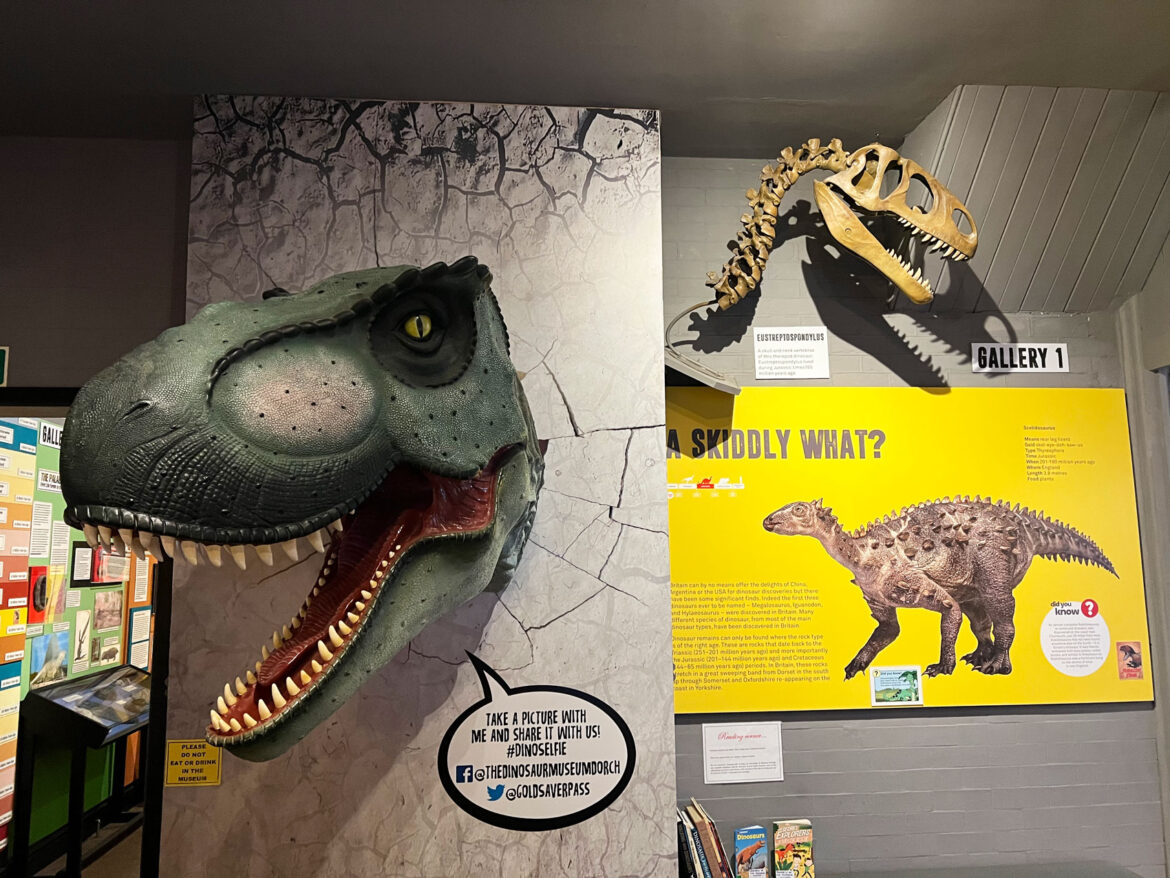 Dinosaur-Museum-Dorchester-Dorset-16.jpg