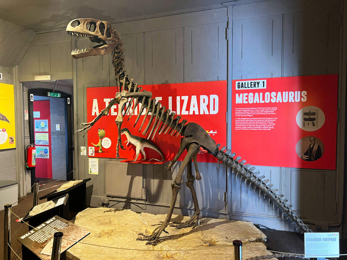 Dinosaur-Museum-Dorchester-Dorset-17.jpg