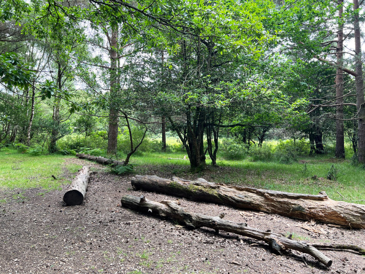 Puttles-Bridge-in-the-New-Forest-Brockenhurst-Hampshire-12.jpg