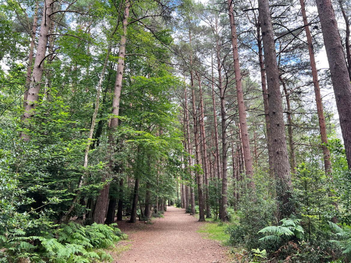 Puttles-Bridge-in-the-New-Forest-Brockenhurst-Hampshire-13.jpg