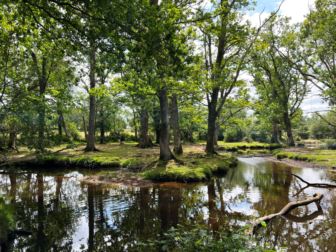 Puttles-Bridge-in-the-New-Forest-Brockenhurst-Hampshire-6.jpg