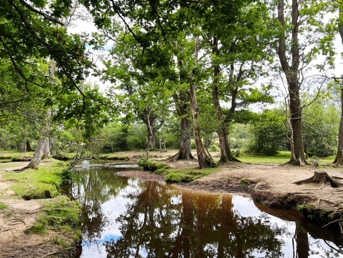 Puttles-Bridge-in-the-New-Forest-Brockenhurst-Hampshire-7.jpg