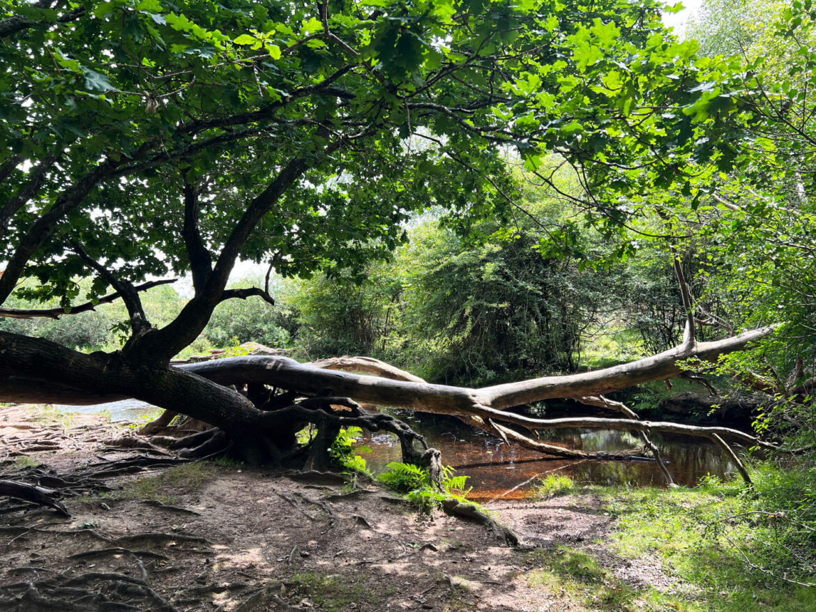 Puttles-Bridge-in-the-New-Forest-Brockenhurst-Hampshire-9.jpg