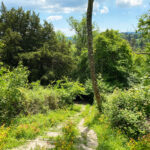 Ashford Hangers National Nature Reserve, Steep, Near Petersfield, Hampshire