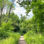 Wheatham Hill in the Ashford Hangers National Nature Reserve, Steep, Petersfield