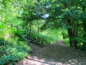 Wheatham Hill in the Ashford Hangers National Nature Reserve, Steep, Petersfield