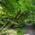 Wheatham Hill in the Ashford Hangers National Nature Reserve, Steep, Petersfield
