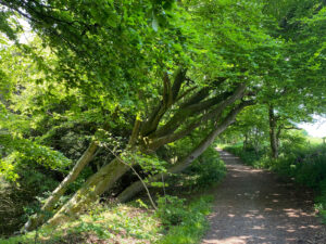 Wheatham Hill in the Ashford Hangers National Nature Reserve, Steep, Petersfield