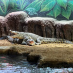 Longleat Safari Park and Adventure Gardens, Warminster, Wiltshire
