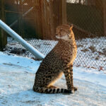 Longleat Safari Park and Adventure Gardens, Warminster, Wiltshire