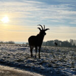 Longleat Safari Park and Adventure Gardens, Warminster, Wiltshire