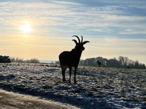 Longleat Safari Park and Adventure Gardens, Warminster, Wiltshire