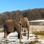 Longleat Safari Park and Adventure Gardens, Warminster, Wiltshire