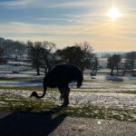 Longleat Safari Park and Adventure Gardens, Warminster, Wiltshire