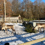 Longleat Safari Park and Adventure Gardens, Warminster, Wiltshire