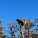 Longleat Safari Park and Adventure Gardens, Warminster, Wiltshire