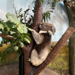 Longleat Safari Park and Adventure Gardens, Warminster, Wiltshire