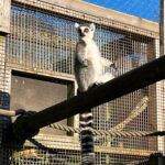 Longleat Safari Park and Adventure Gardens, Warminster, Wiltshire
