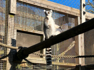 Longleat Safari Park and Adventure Gardens, Warminster, Wiltshire