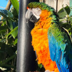 Longleat Safari Park and Adventure Gardens, Warminster, Wiltshire