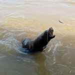 Longleat Safari Park and Adventure Gardens, Warminster, Wiltshire