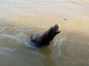Longleat Safari Park and Adventure Gardens, Warminster, Wiltshire
