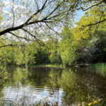 Normandy Common Pond Normandy Near Guildford, Surrey