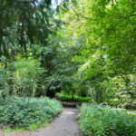 West Hanger in Shere Woodlands in Shere, Near Guildford, Surrey Hills