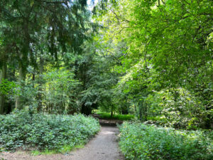 West Hanger in Shere Woodlands in Shere, Near Guildford, Surrey Hills