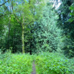 West Hanger in Shere Woodlands in Shere, Near Guildford, Surrey Hills