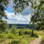 West Hanger in Shere Woodlands in Shere, Near Guildford, Surrey Hills