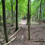 West Hanger in Shere Woodlands in Shere, Near Guildford, Surrey Hills