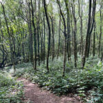 West Hanger in Shere Woodlands in Shere, Near Guildford, Surrey Hills